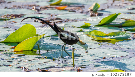 Pheasant-tailed jacana walking on the lotus leaves in the lake and looking for food. Pheasant-tailed jacana walking on the lotus leaves in the lake and looking for food. 102875197