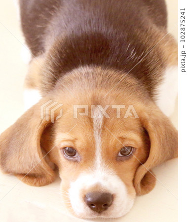 子犬のビーグル犬 102875241