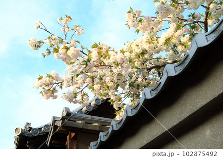 京都高台寺塔頭月真院の土塀越しにに咲く桜です。 102875492