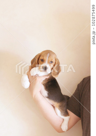 腕につかまる子犬のビーグル犬 102875499