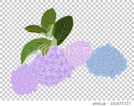 hydrangea hydrangea 102875727