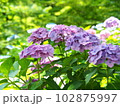 きれいなアジサイの花 102875997