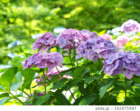 きれいなアジサイの花 きれいなアジサイの花 102875997