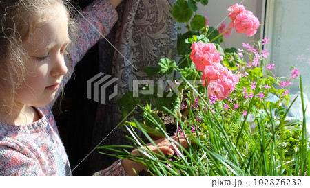 Funny gardener girl with plants in a room at home. Children's watering and care of indoor plants. Transplants flowers. Home gardening concept. Funny gardener girl with plants in a room at home. Children's watering and care of indoor plants. Transplants flowers. Home gardening concept. 102876232