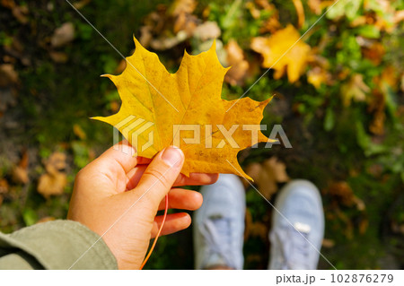 Woman holding Fall autumnal maple yellow leaf next to autumn nature. Unite with nature cottagecore Mindfulness and relax, being mindful. Girl collects bouquet of autumn leaves in sunny park.  102876279