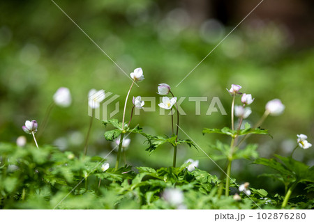 春の妖精：ニリンソウ　撮影地：岐阜県高山市 奥飛騨温泉郷 102876280