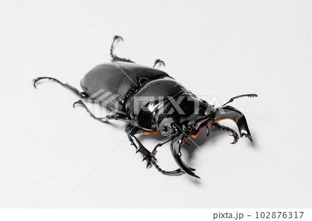 タランドゥスオオツヤクワガタ 102876317