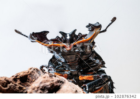 タランドゥスオオツヤクワガタ タランドゥスオオツヤクワガタ 102876342