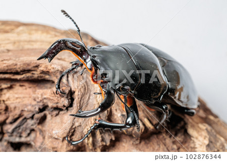 タランドゥスオオツヤクワガタ タランドゥスオオツヤクワガタ 102876344