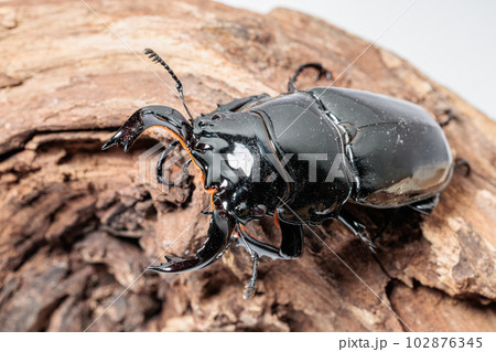 タランドゥスオオツヤクワガタ タランドゥスオオツヤクワガタ 102876345
