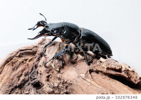 タランドゥスオオツヤクワガタ 102876348