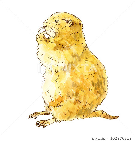 餌を食べる横向きのプレーリードッグ 餌を食べる横向きのプレーリードッグ 102876518