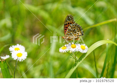 ハルジオンの上で食事中のツマグロヒョウモン蝶 ハルジオンの上で食事中のツマグロヒョウモン蝶 102876520