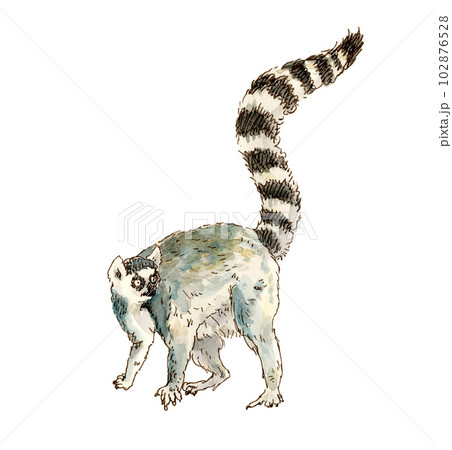 Ring Tailed Lemurs | Mountpanther Farm Park
