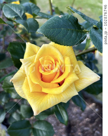 岐阜県・公園内の風景 黄色のバラのアップ 岐阜県・公園内の風景 黄色のバラのアップ 102876746