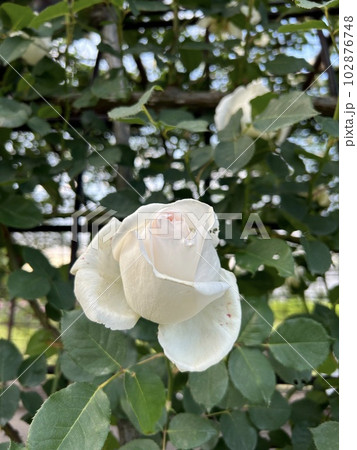 岐阜県・公園内の風景 青空と白いバラ 岐阜県・公園内の風景 青空と白いバラ 102876748
