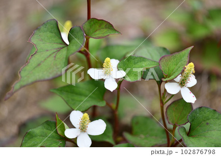 薬用植物・ドクダミ 102876798
