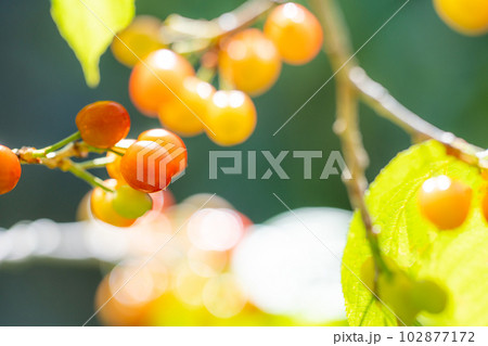 初夏に赤くなりはじめた家庭菜園のさくらんぼ 102877172