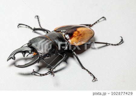 ブルマイスターツヤクワガタ ブルマイスターツヤクワガタ 102877429