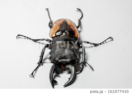 ブルマイスターツヤクワガタ 102877430