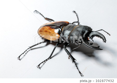 ブルマイスターツヤクワガタ 102877432