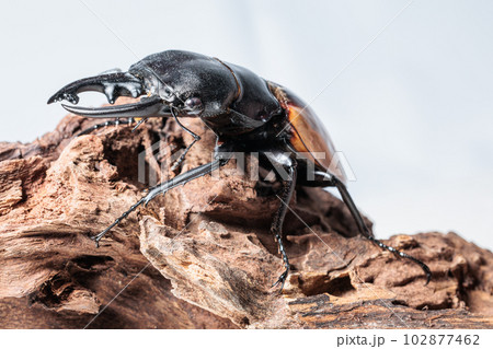 ブルマイスターツヤクワガタ 102877462