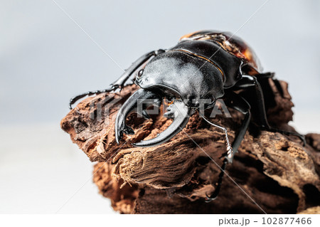 ブルマイスターツヤクワガタ 102877466