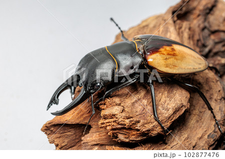 ブルマイスターツヤクワガタ ブルマイスターツヤクワガタ 102877476