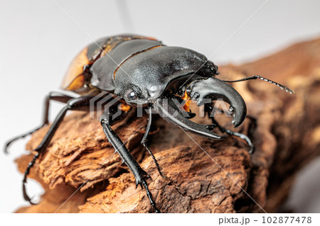 ブルマイスターツヤクワガタ 102877478