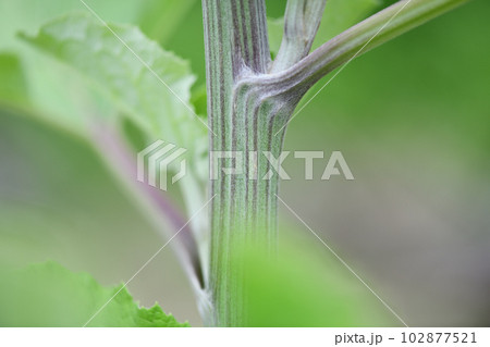 ゴボウ(牛蒡)の茎 ゴボウ(牛蒡)の茎 102877521