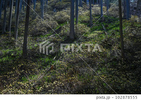 京都府　綾部市　ミツマタ群生地 102878555