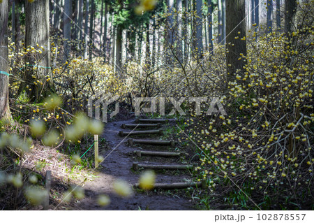 京都府　綾部市　ミツマタ群生地 102878557