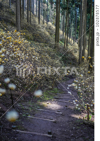京都府　綾部市　ミツマタ群生地 102878577