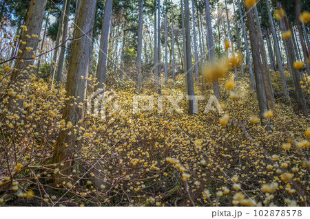 京都府　綾部市　ミツマタ群生地 102878578