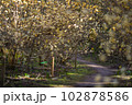 京都府　綾部市　ミツマタ群生地 102878586