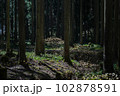 京都府　綾部市　ミツマタ群生地 102878591