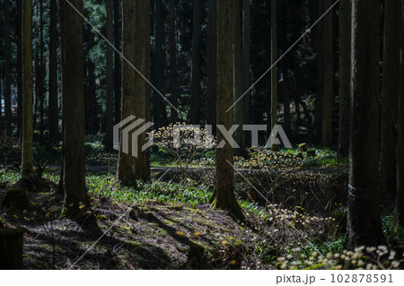 京都府　綾部市　ミツマタ群生地 102878591