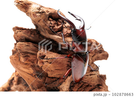 トカラノコギリクワガタ トカラノコギリクワガタ 102878663