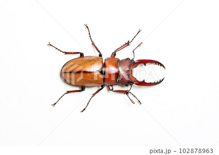 アスタコイデスノコギリクワガタ アスタコイデスノコギリクワガタ 102878963