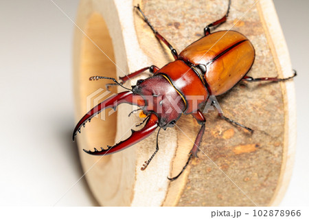 アスタコイデスノコギリクワガタ 102878966