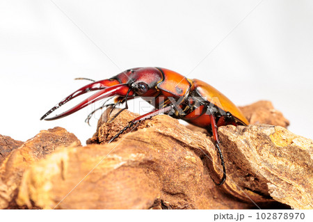 アスタコイデスノコギリクワガタ 102878970