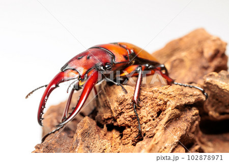 アスタコイデスノコギリクワガタ 102878971