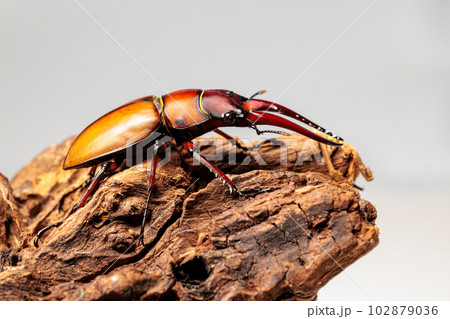 アスタコイデスノコギリクワガタ 102879036