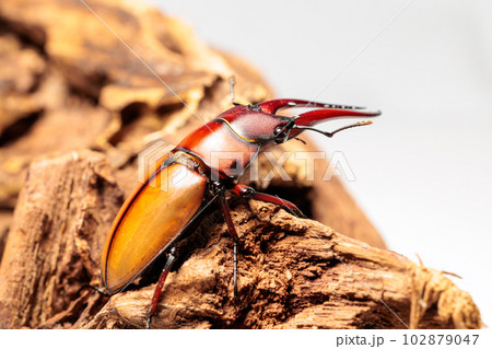 アスタコイデスノコギリクワガタ 102879047