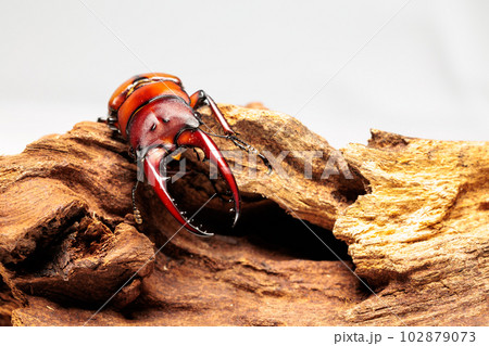 アスタコイデスノコギリクワガタ アスタコイデスノコギリクワガタ 102879073