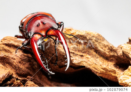 アスタコイデスノコギリクワガタ アスタコイデスノコギリクワガタ 102879074