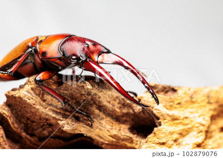 アスタコイデスノコギリクワガタ アスタコイデスノコギリクワガタ 102879076