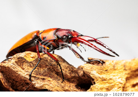 アスタコイデスノコギリクワガタ アスタコイデスノコギリクワガタ 102879077