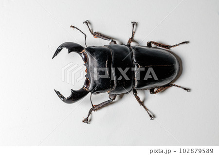 ダイオウヒラタクワガタ 102879589