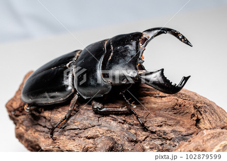 ダイオウヒラタクワガタ ダイオウヒラタクワガタ 102879599